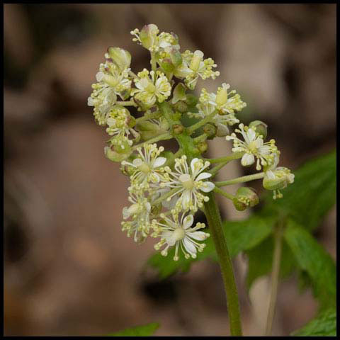 Red Baneberry