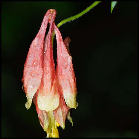 Red Columbine