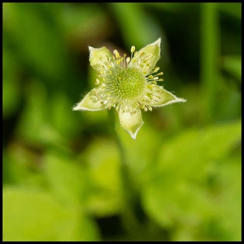 Tall Thimbleweed