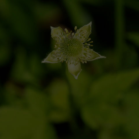 Tall Thimbleweed