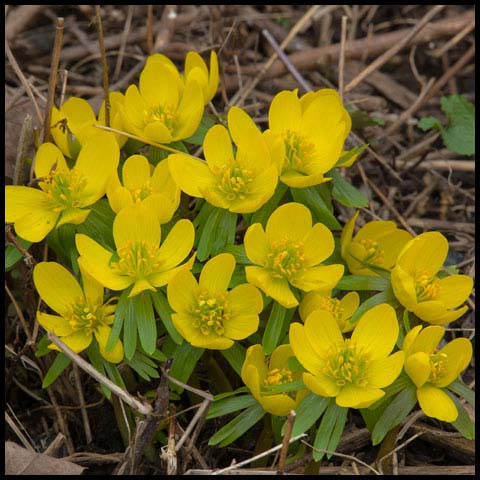 Winter Aconite