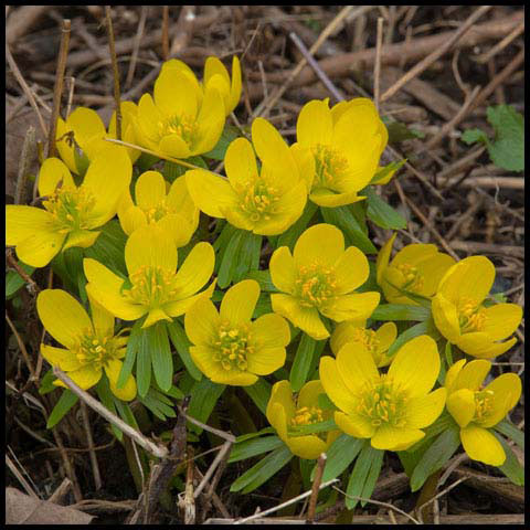 Winter Aconite