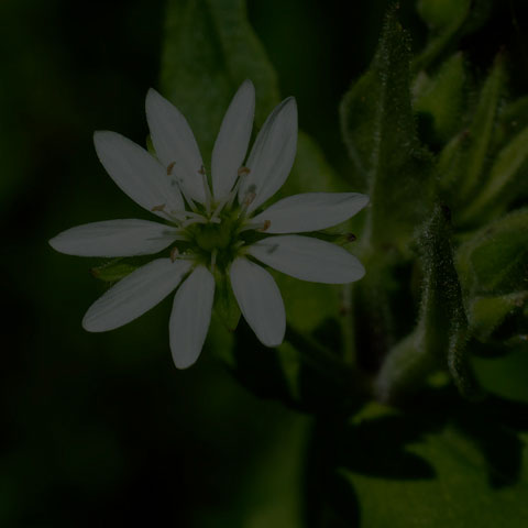 Common Chickweed