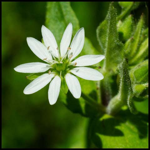 Common Chickweed