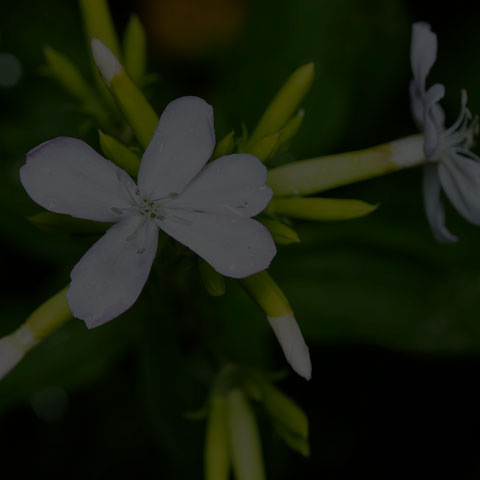 Common Soapwort