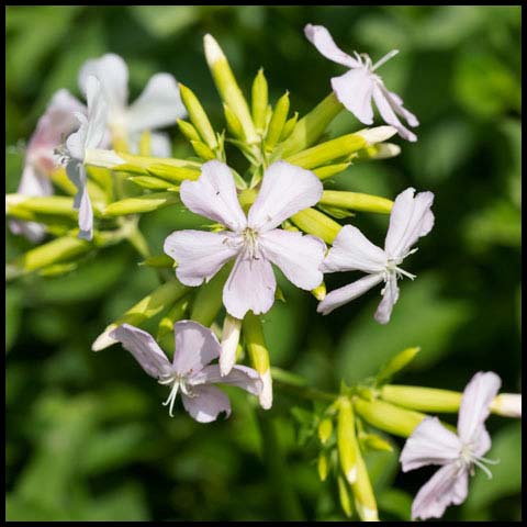 Common Soapwort