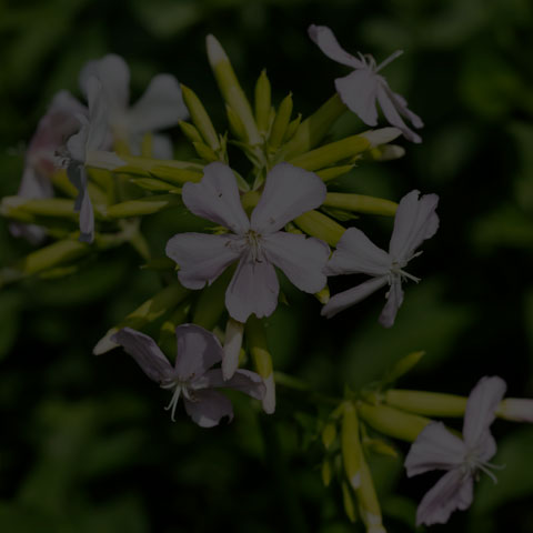 Common Soapwort