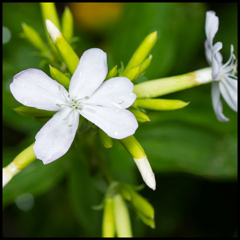 Common Soapwort