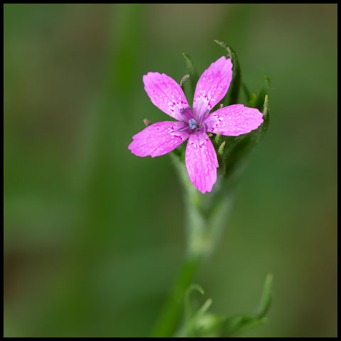 Deptford Pink