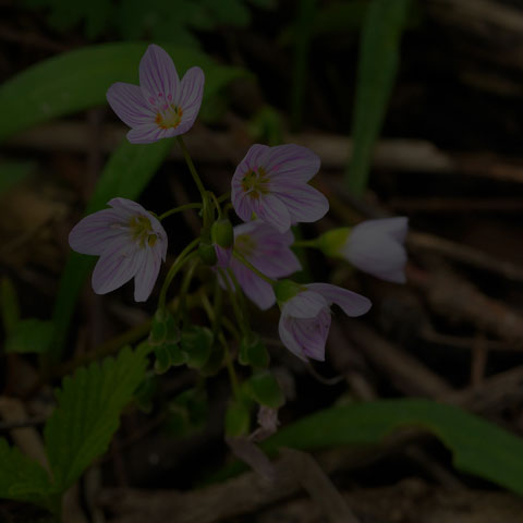 Virginia Spring Beauty