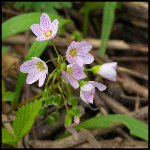 Virginia Spring Beauty