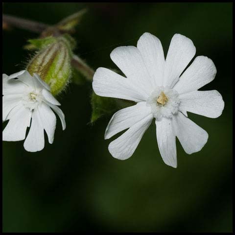 White Campion