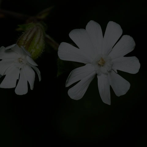 White Campion