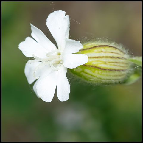 White Campion