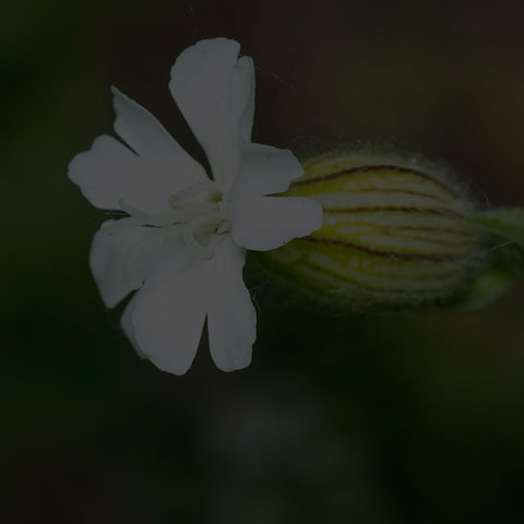 White Campion