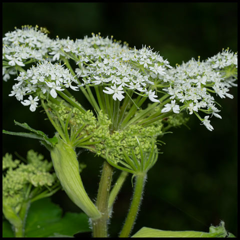 Common Cow Parsnip