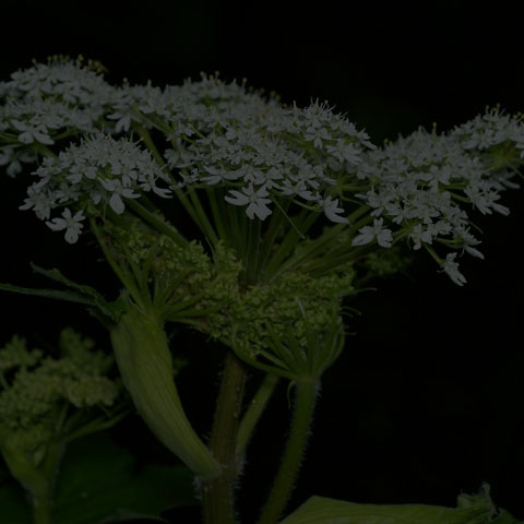 Common Cow Parsnip