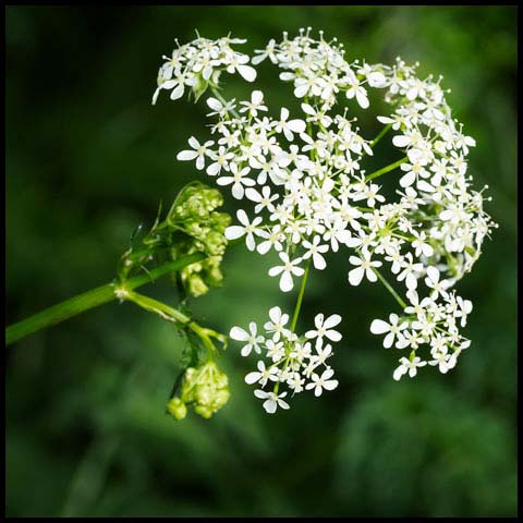 Cow Parsley