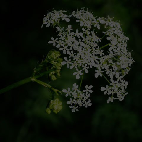 Cow Parsley