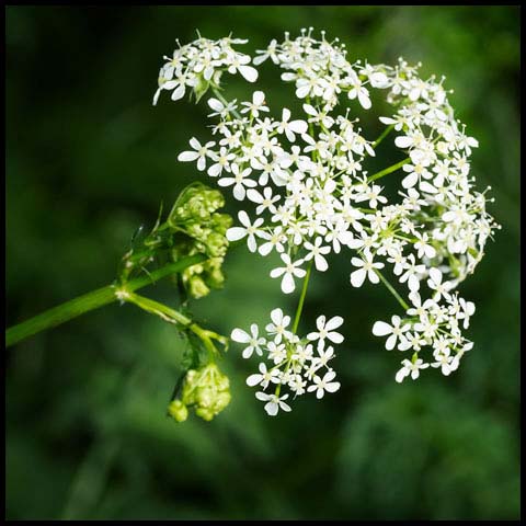 Cow Parsley