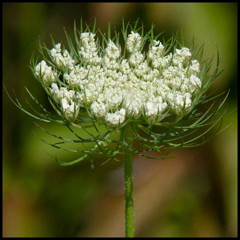 Wild Carrot