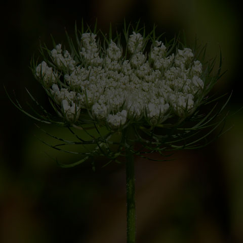 Wild Carrot