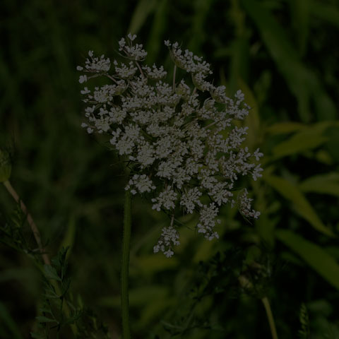 Wild Carrot
