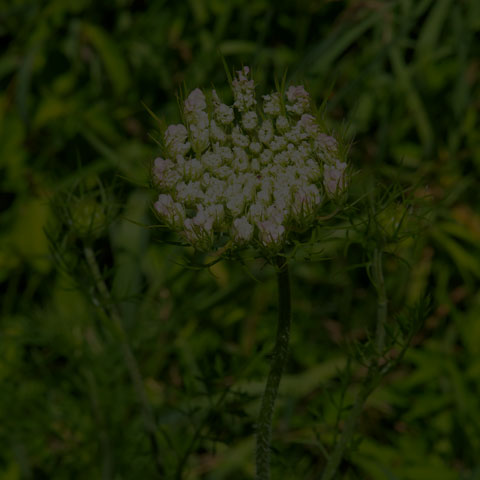 Wild Carrot