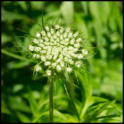 Wild Carrot