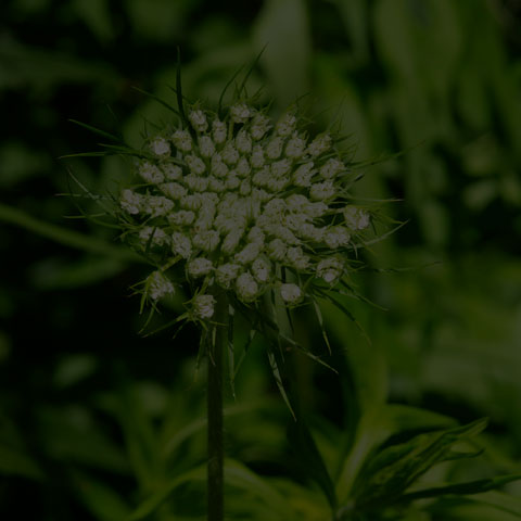 Wild Carrot