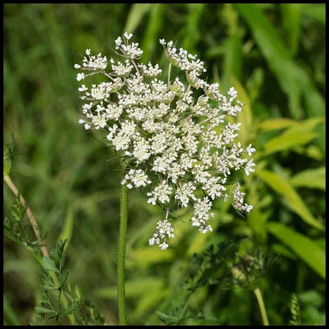 Wild Carrot