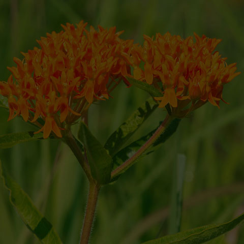 Butterfly Milkweed