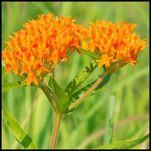 Butterfly Milkweed
