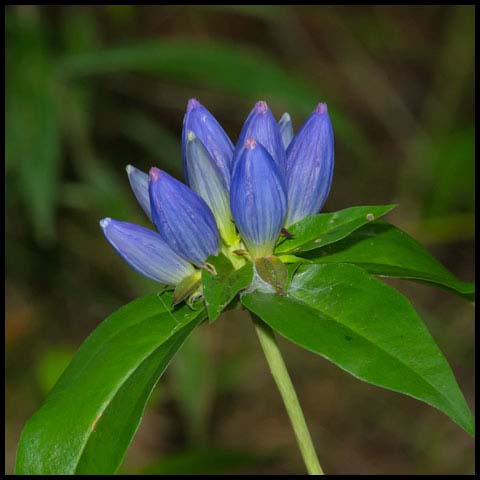 Closed Bottle Gentian