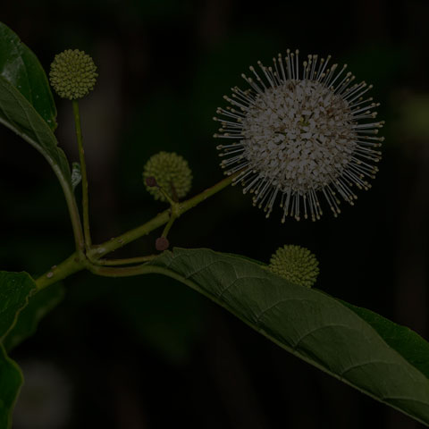 Common Buttonbush