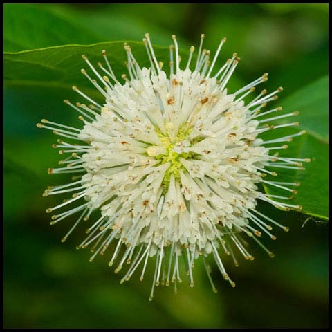 Common Buttonbush