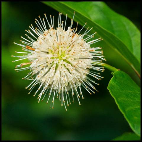 Common Buttonbush