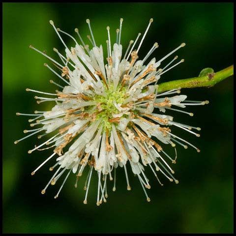 Common Buttonbush