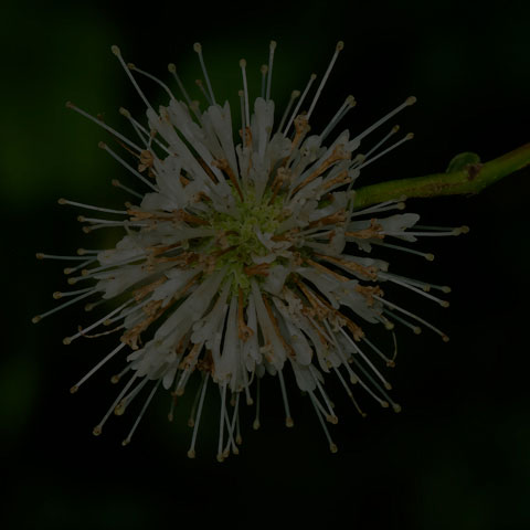 Common Buttonbush