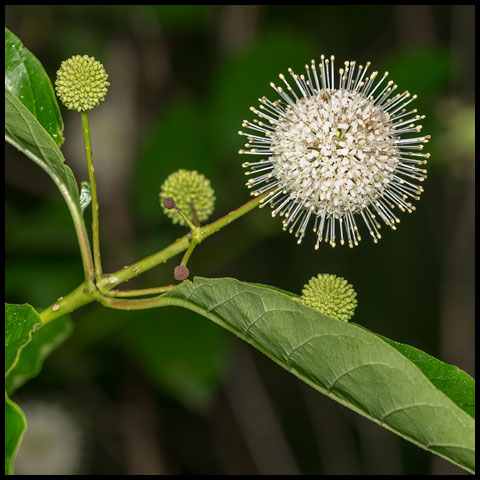 Common Buttonbush