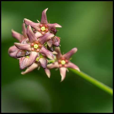 European Swallow-wort