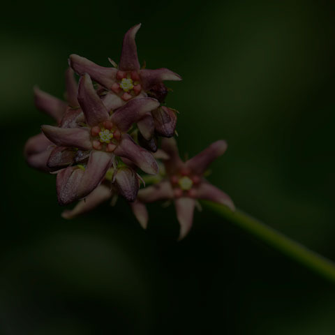 European Swallow-wort