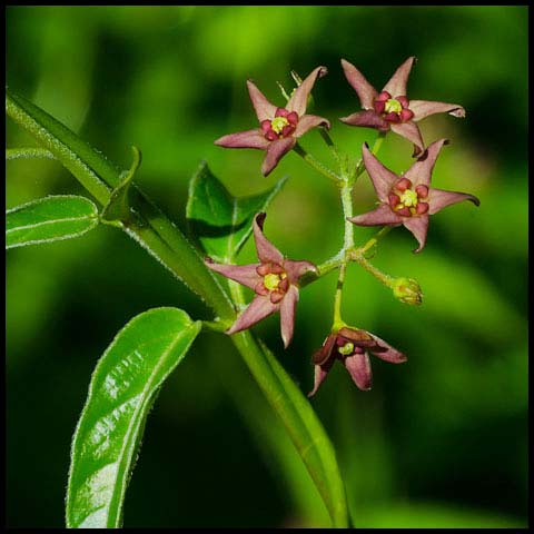 European Swallow-wort