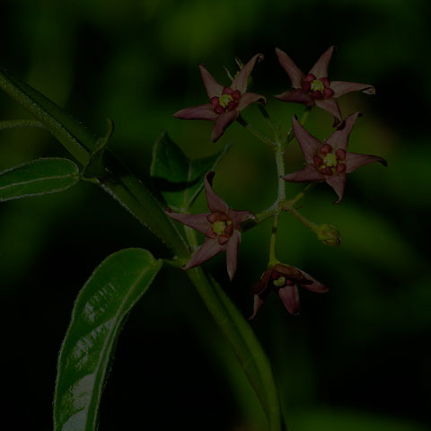 European Swallow-wort