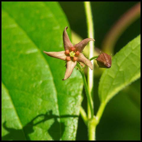 European Swallow-wort