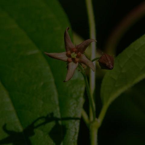 European Swallow-wort