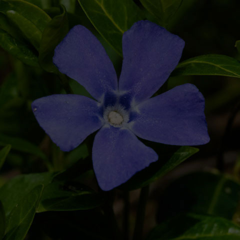Lesser Periwinkle