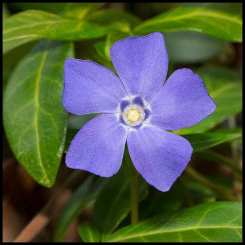 Lesser Periwinkle