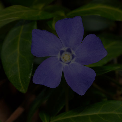 Lesser Periwinkle