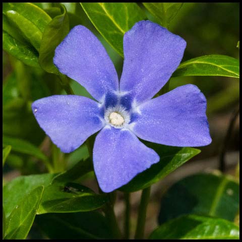 Lesser Periwinkle